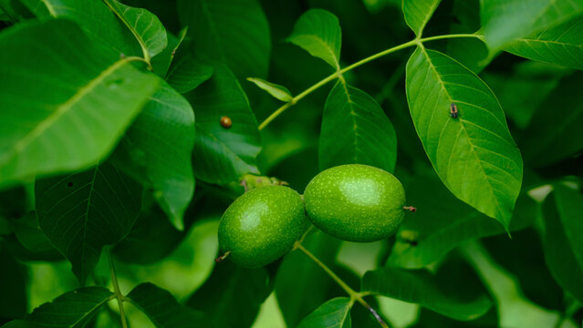 Two unripe green walnuts hanging on a walnut tree surrounded by large green leaves in summer.