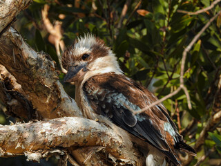 Laughing Kookaburra Looking at Camera