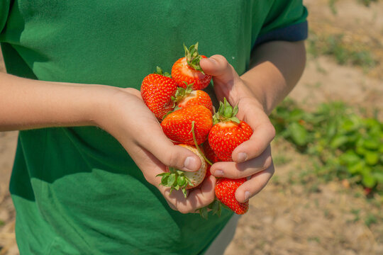 Boys hands holding a handful of freshly picked ripe strawberries, showcasing the vibrant red fruit from a sunny outdoor strawberry field, concept of fruit farming, local produce, healthy eating