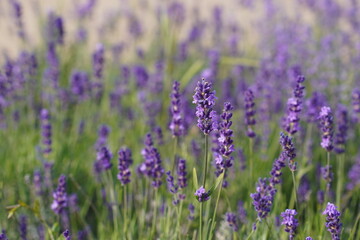 Obraz premium background with blooming lilac lavender flowers as a concept for growing medicinal herbs ecologically