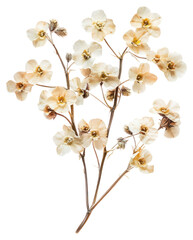 Fototapeta premium PNG Alyssum flowers dried art.