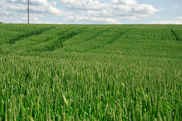 A vast expanse of green wheat stands tall, swaying gently in the breeze under a clear blue sky filled with fluffy white clouds