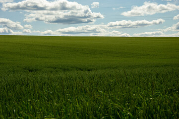 Lush green wheat stretches across a vast field, reaching toward a bright blue sky dotted with fluffy clouds