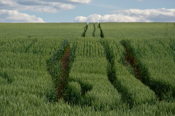 Tall, lush wheat stretches across the landscape, showing deep tire tracks and a blue sky dotted...