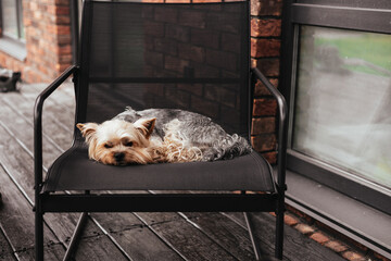 Bored Yorkshire Terrier dog comfortably rests on a chair in a peaceful outdoor setting. A small...