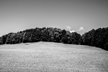 Black and white meadow landscape with forest in the background