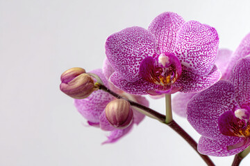 A close-up of a purple orchid branch with blooming flowers and unopened buds against a plain, light background.