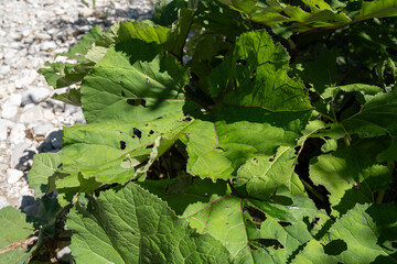 Wild green leaves in river shore