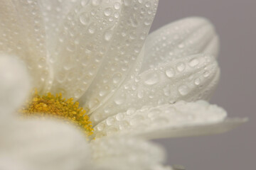 Smoke close-up selective soft focus Chamomile; aster; chrysanthemum Flower bud petal with water drop. Natural blur beige, white pastel background.
