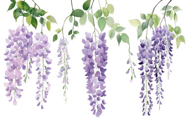 Watercolor Wisteria Clip Art Set, simple, minimalist, clip art style isolated on a transparent background