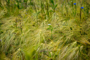 Golden stalks of rye stretch across the landscape, dancing softly in the wind, as wildflowers add...