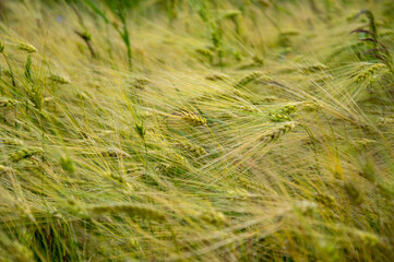 Tall stalks of rye grass move gently under a clear blue sky, creating a sea of green and gold...