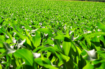 Rows of vibrant green corn plants thriving under the sun exhibit healthy growth in a vast...