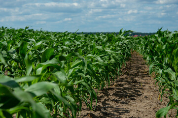 Naklejka premium A lush field showcases rows of healthy corn plants stretching towards a bright blue sky, revealing the potential of summer harvest