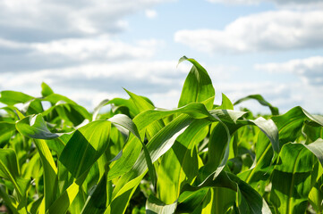 Vibrant corn plants stretch towards the sky, basking in sunlight in a flourishing agricultural...