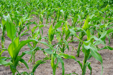 Rows of healthy corn plants thrive in a lush rural field, basking in the sunlight of the early summer season