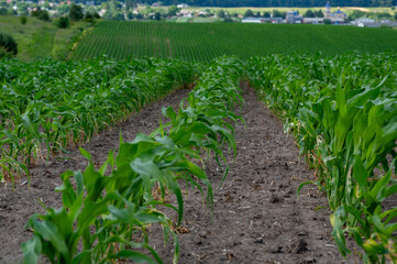 Rows of vibrant corn plants stretch across a fertile field, showcasing the lush greenery under a...