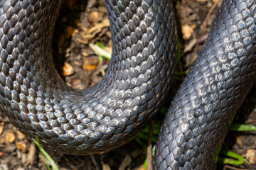 Black snake. Big black surface features scales, creating an exotic and dangerous aesthetic. Perfect...