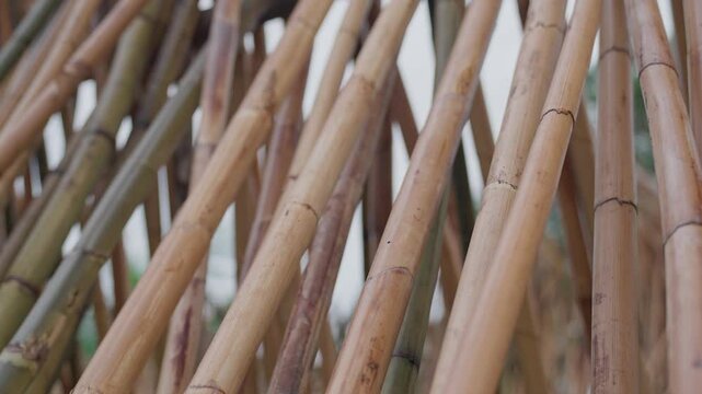 Wild harvested rattan canes is processed and dried in Aceh, Indonesia
