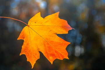 Autumn foliage background. Autumn fall leaves of maple trees. Autumnal fall tree in sunlight....