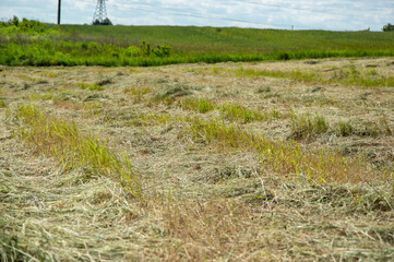 A haymaker cuts and gathers dry hay in a sunny field, surrounded by green grass and clear blue...