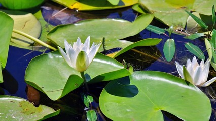 White lotus flowers and green large leaves in the lake. Water lily field