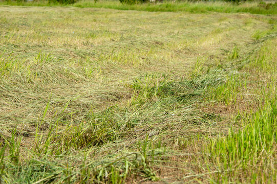 A haymaker is cutting grass in a rural field, preparing for hay collection on a sunny summer day. The lush greenery is clearly visible