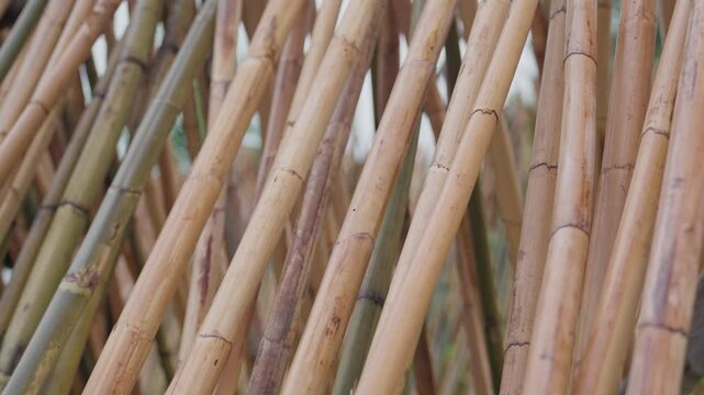 Wild harvested rattan canes is processed and dried in Aceh, Indonesia