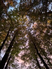 looking up at the trees