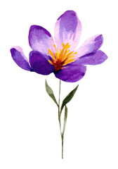 Fototapeta premium PNG A purple and gold wildflower illustration watercolor petals.