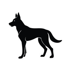 Malinois silhouette on white background