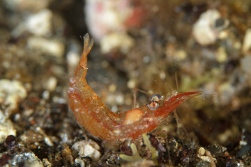 A shrimp with orange tones and bluish eyes lies still in the sand.