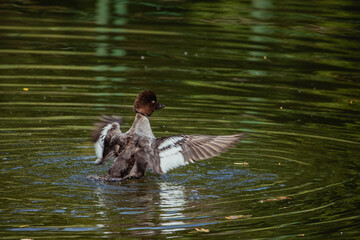 Energetic common goldeneye duck flapping wings in water