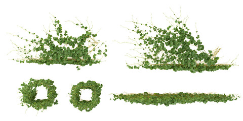 Set of Rhynchosia creeper plants isolated on transparent background from the top view © Saifstock