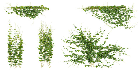 Set of Rhynchosia creeper plants isolated on transparent background