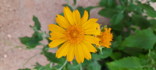 yellow flowers in the garden