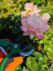 Eco Lifestyle and Garden Care with Pink Roses. A close-up of an eco-conscious gardener pruning pink...
