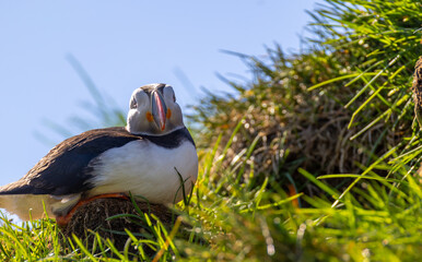 Atlantic Puffin Borgarfjorour Eystri