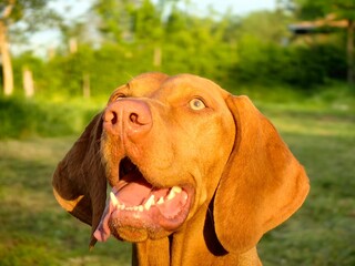 Portrait of Hungarian vizsla. Face of Hungarian Vizsla dog with sunset light