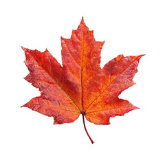 Obraz premium Autumn Maple Leaf: Capturing the essence of fall with a red maple leaf on a stark field. Symbol of the season's beauty.