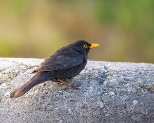 Male Blackbird perched on a stonewall, Seaton Sluice Northumberland June 2025