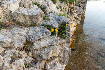 Close-up of a rocky shoreline with small yellow wildflowers growing between the stones. Clear water...
