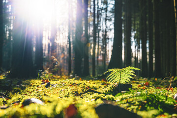 Autumn morning in a misty forest with sunlight and colorful leaves. Unterallgäu, Bavaria, Germany.