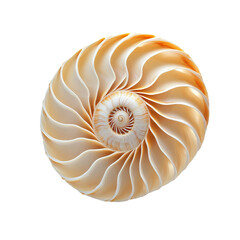 Nautilus Shell: A stunning top-down view reveals the intricate spiral chambers of a nautilus shell. Each curve whispers tales of the sea. Witness the exquisite beauty of nature's artistry.