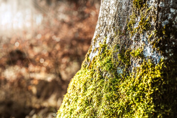 Lichen and moss growing on a tree in a natural forest setting. Unterallgäu, Bavaria, Germany.