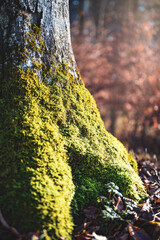 Autumn tree with moss-covered bark and colorful leaves in a forest landscape. Unterallgäu, Bavaria, Germany.