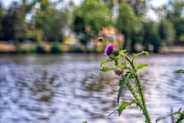 Donkey thorn on the shore and a flying bumblebee