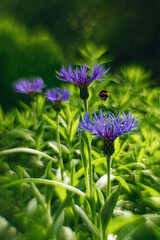 Cornflower blue Centaurea cyanus is an annual or biennial herbaceous meadow plant of the Asteraceae family.Vertical photo with a blue flower on a blurred background.