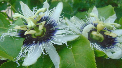 Deux fleurs violette et blanche de passiflore