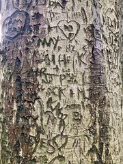 tree with carved hearts and initials